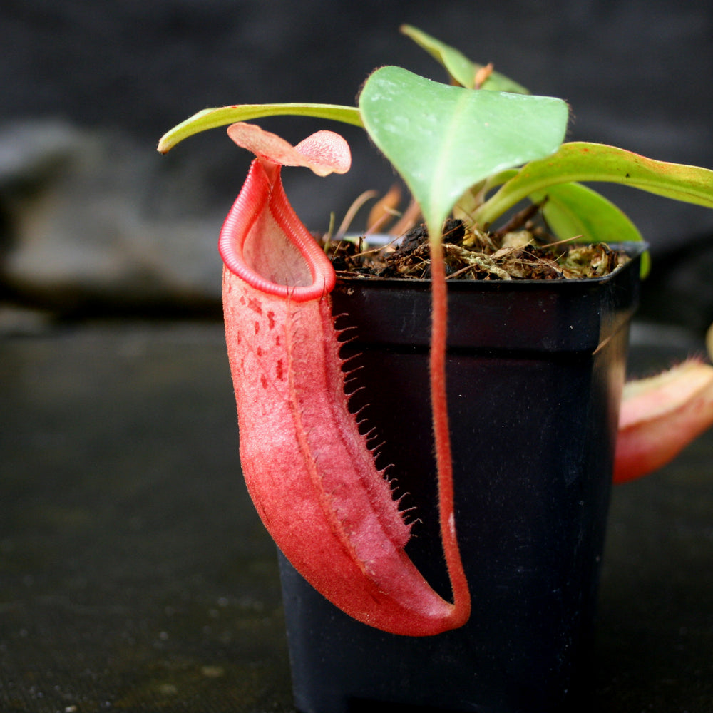 
                      
                        Nepenthes Song of Melancholy x mira, CAR-0124, pitcher plant, carnivorous plant, collectors plant, large pitchers, rare plants
                      
                    
