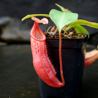 Nepenthes Song of Melancholy x mira, CAR-0124
