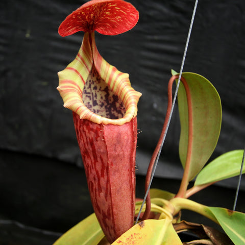 Tall red Nepenthes pitcher with pale yellow striped rim and red lid against a dark background.