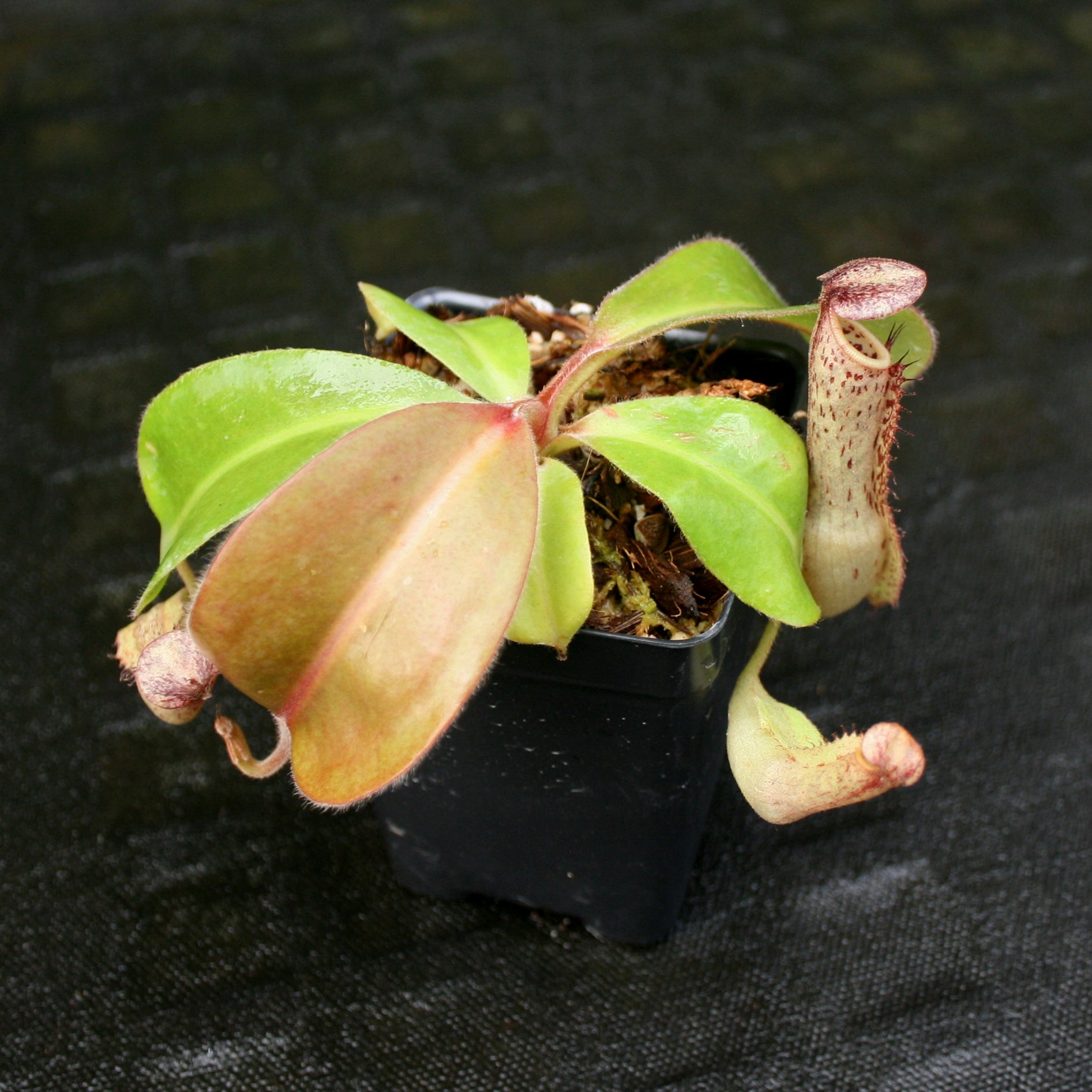 Nepenthes Marpesa x clipeata, CAR-0130 – Carnivero
