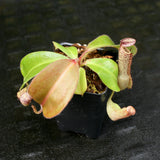 Nepenthes Marpesa x clipeata, CAR-0130