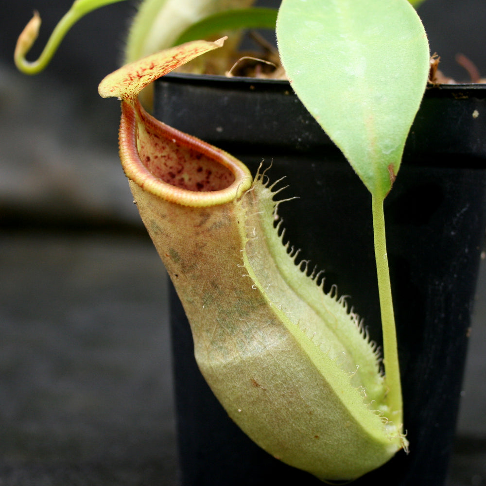 
                      
                        Nepenthes spathulata x campanulata BE-3796
                      
                    