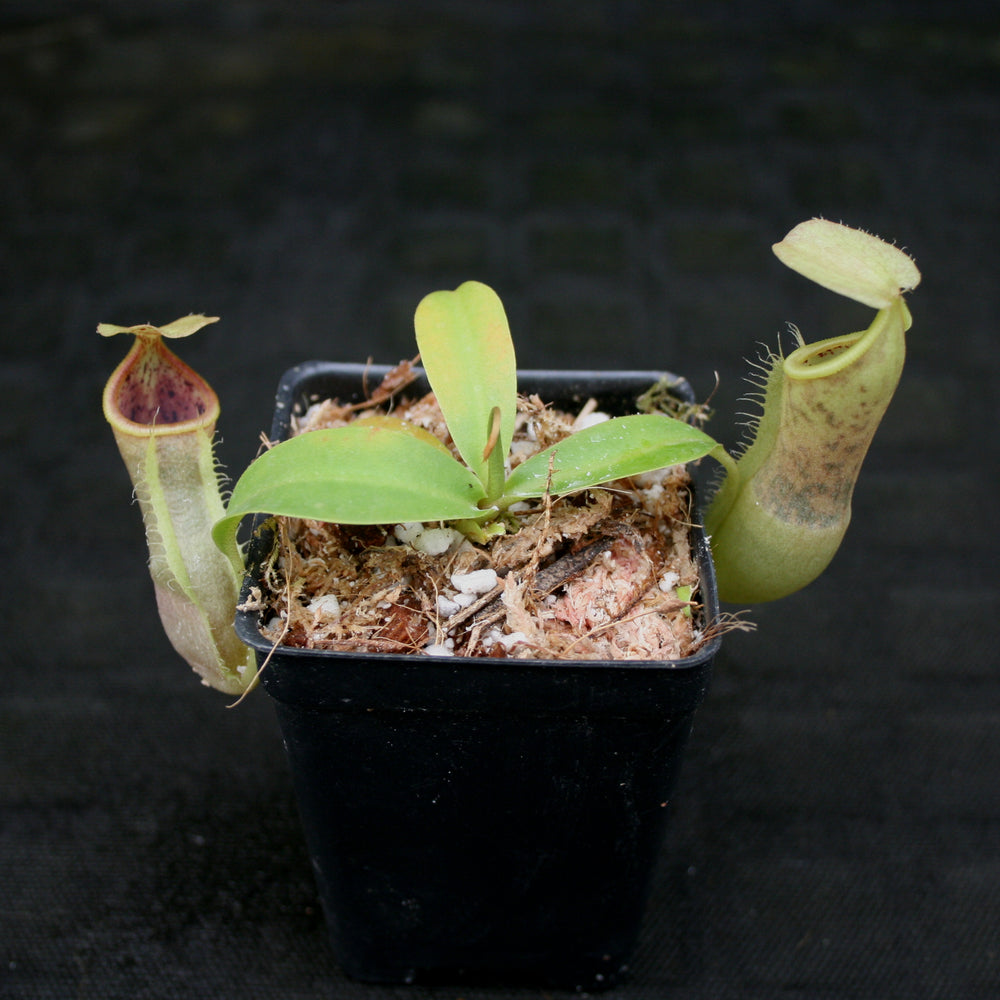
                      
                        Nepenthes spathulata x campanulata BE-3796
                      
                    