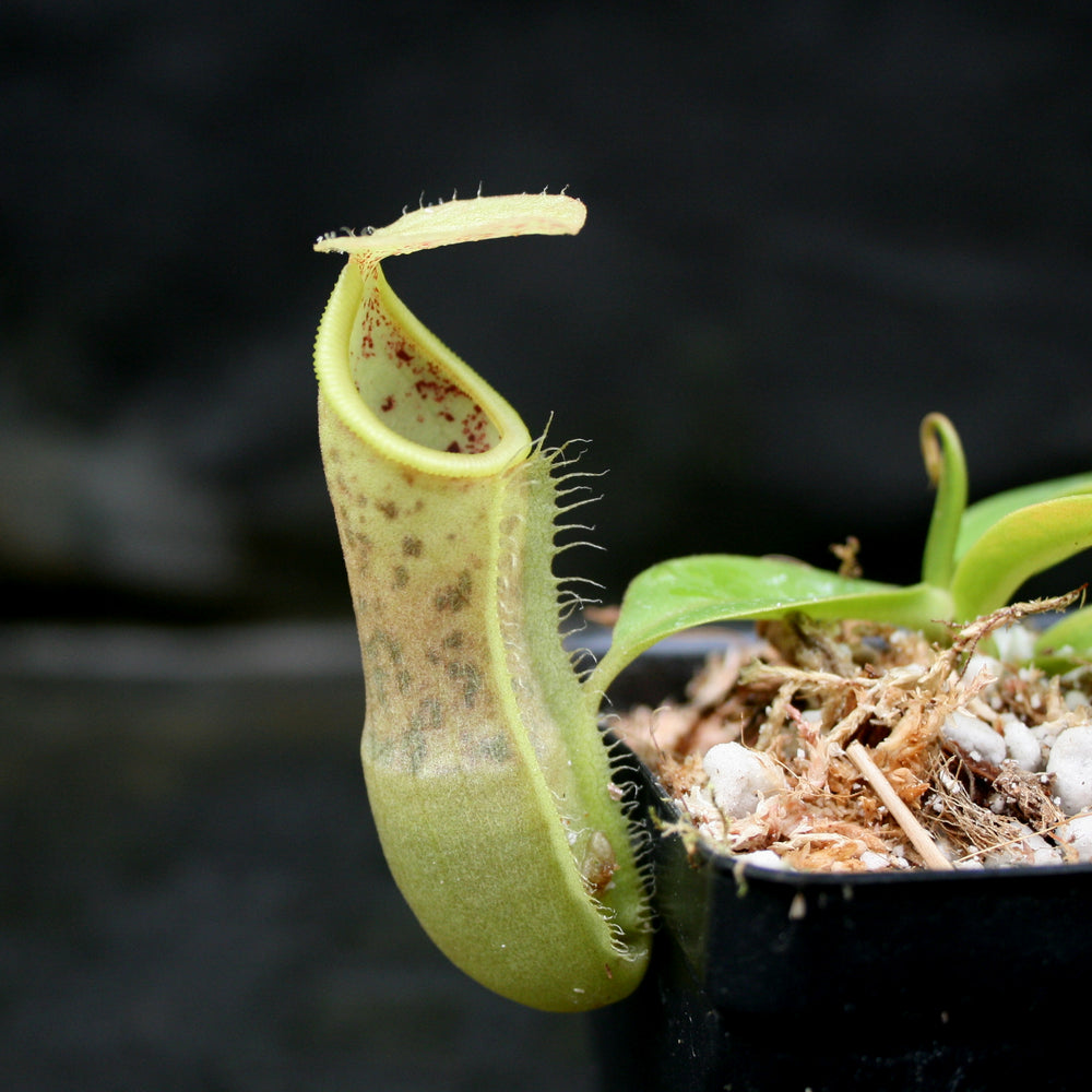 
                      
                        Nepenthes spathulata x campanulata BE-3796
                      
                    