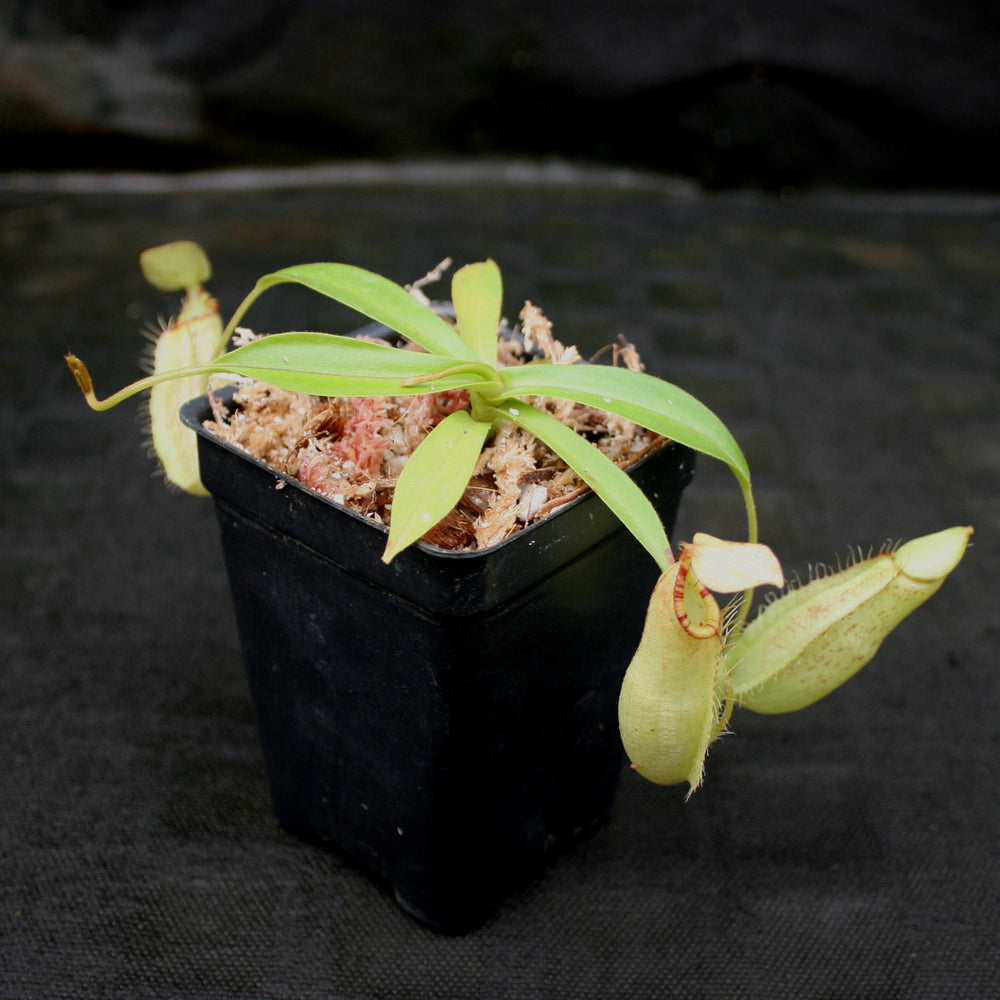 
                      
                        Nepenthes (spathulata x spectabilis) BE Best x (spectabilis x talangensis), CAR-0146
                      
                    