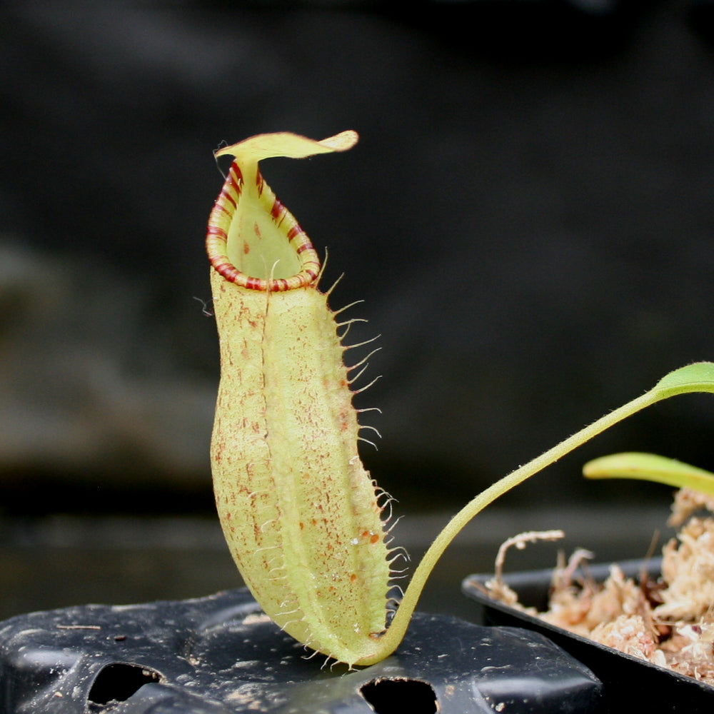 
                      
                        Nepenthes (spathulata x spectabilis) BE Best x (spectabilis x talangensis), CAR-0146
                      
                    