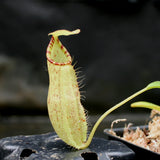 Nepenthes (spathulata x spectabilis) BE Best x (spectabilis x talangensis), CAR-0146