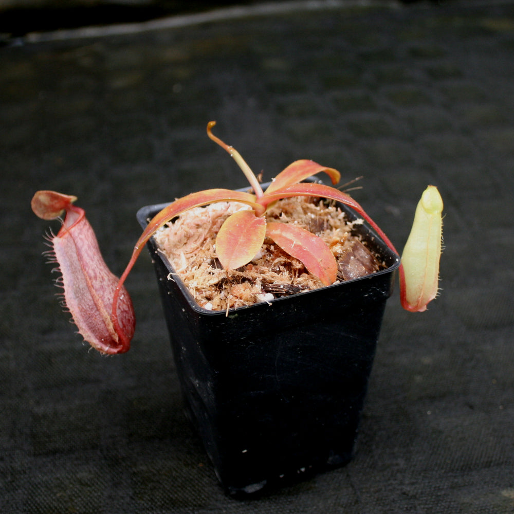 
                      
                        Nepenthes (spathulata x spectabilis) BE Best x (spectabilis x talangensis), CAR-0146
                      
                    