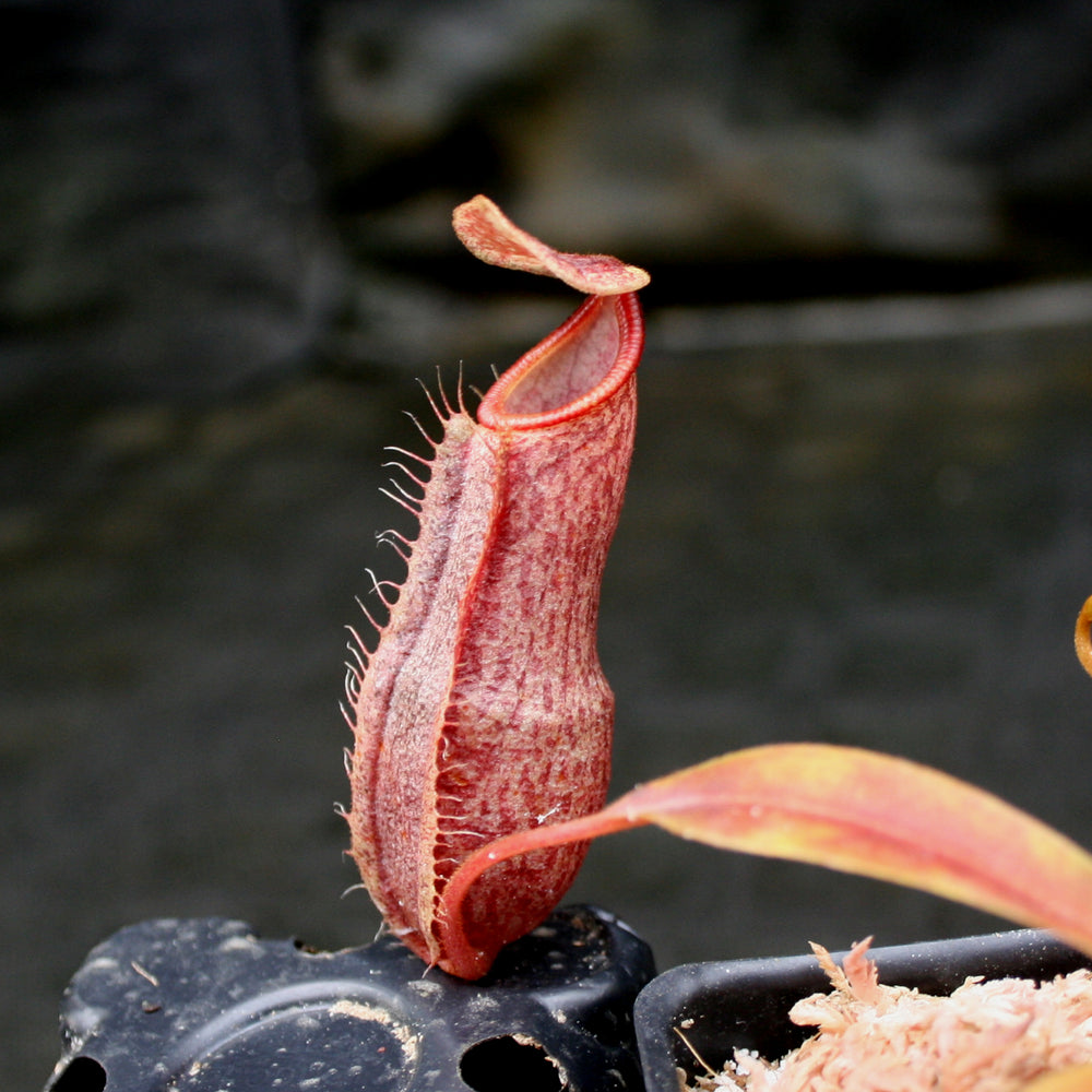 
                      
                        Nepenthes (spathulata x spectabilis) BE Best x (spectabilis x talangensis), CAR-0146
                      
                    