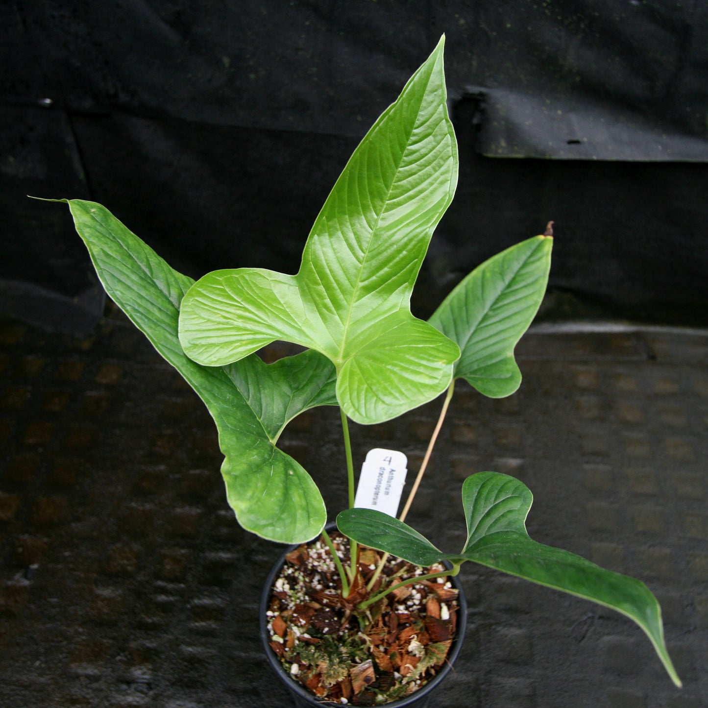 anthurium draconopterum Anthurium draconopterum – Carnivero