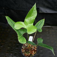 Anthurium draconopterum