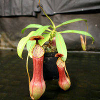 Nepenthes alata (Surigao)