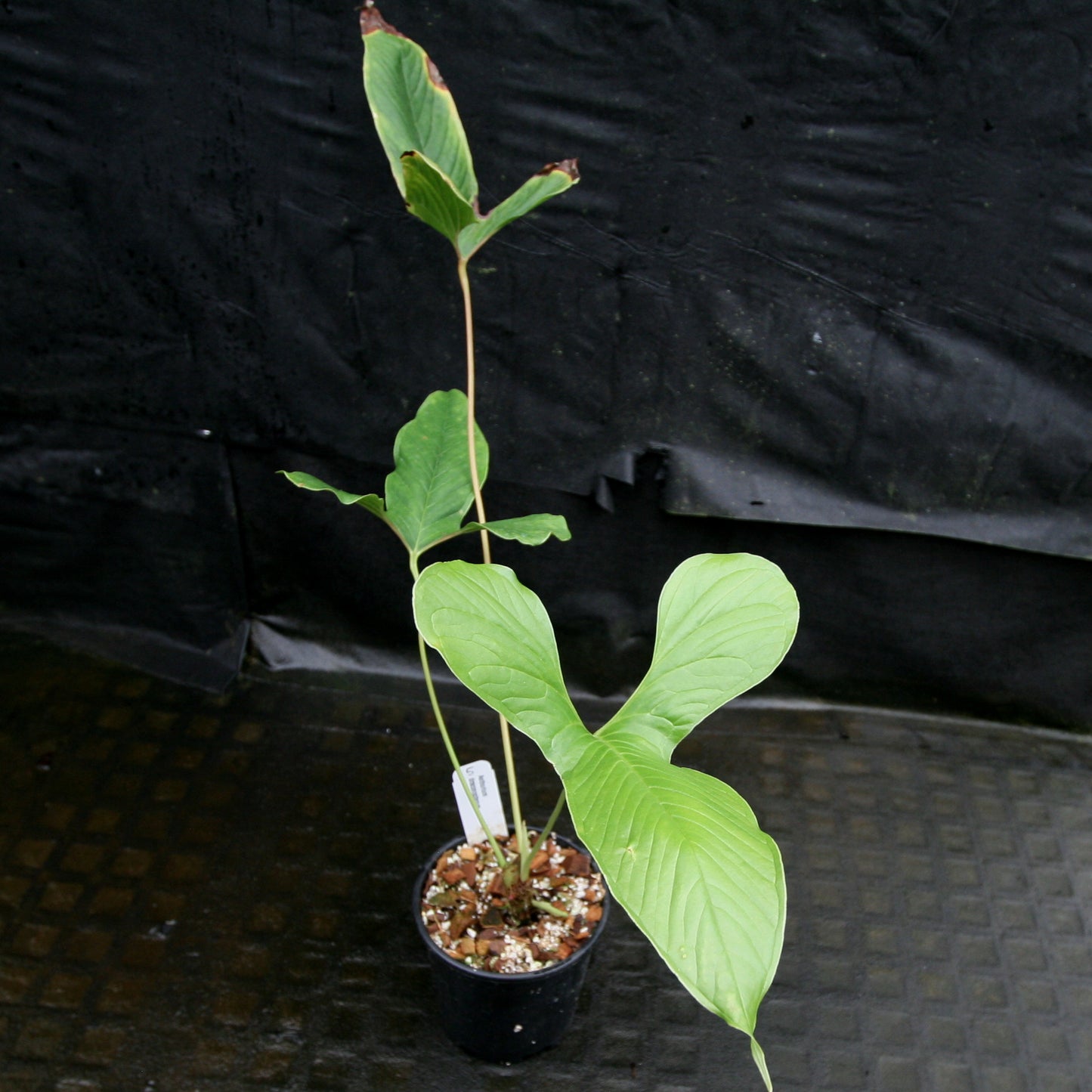 anthurium draconopterum Anthurium draconopterum – Carnivero