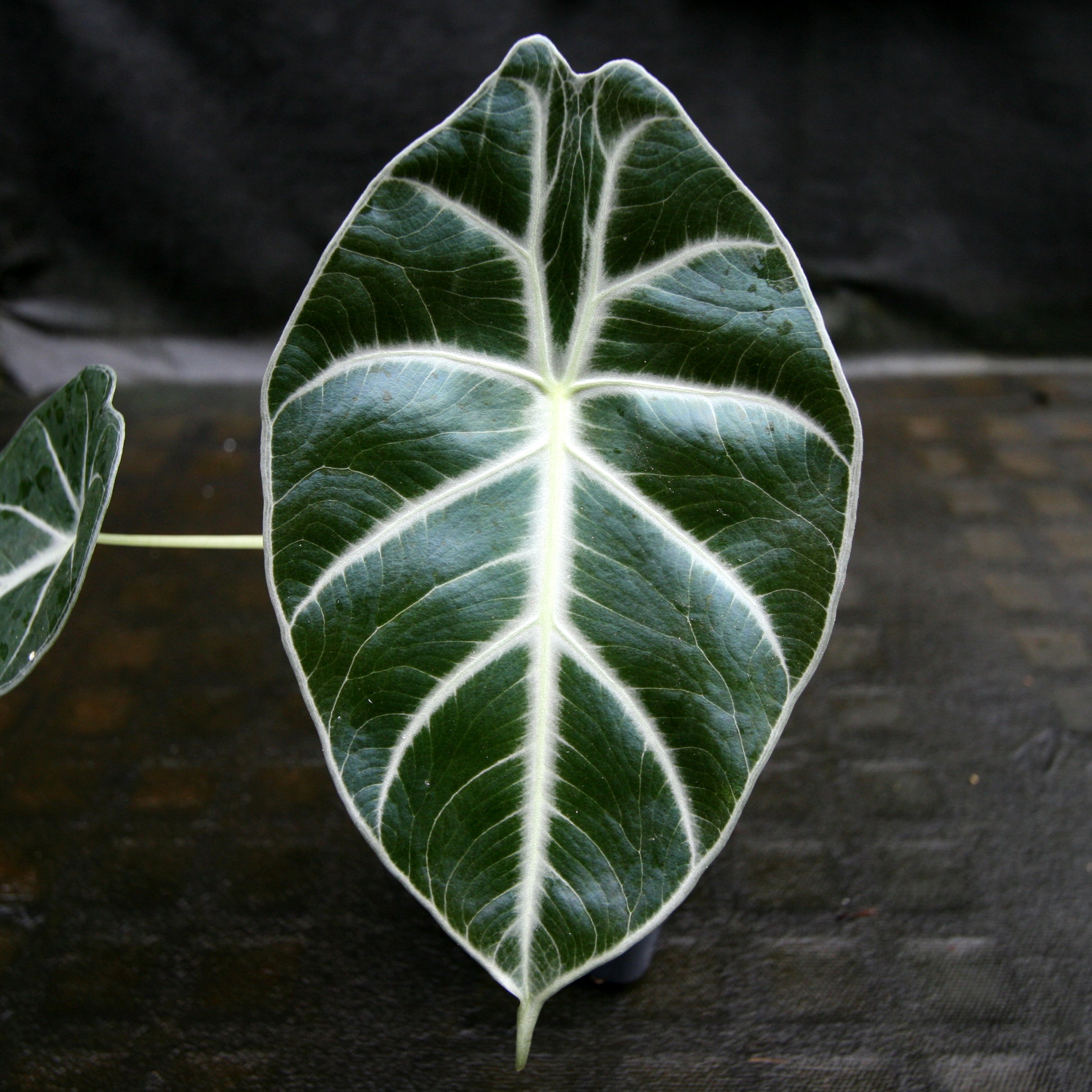 アロカシア Alocasia watsoniana No6 大株 【公式通販】