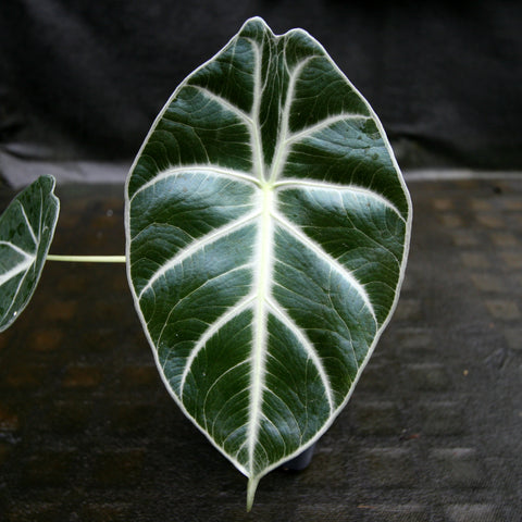 Jewel Alocasia leaf with dark green surface and bright white veins