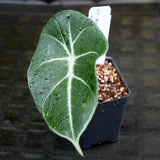 Alocasia watsoniana, Jewel Alocasia