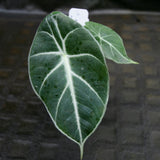 Alocasia watsoniana, Jewel Alocasia