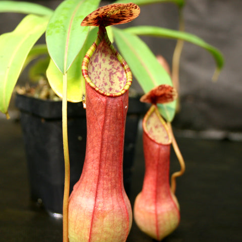 Nepenthes alata pitcher from Surigao with a tall red tube and yellow edged peristome among green leaves