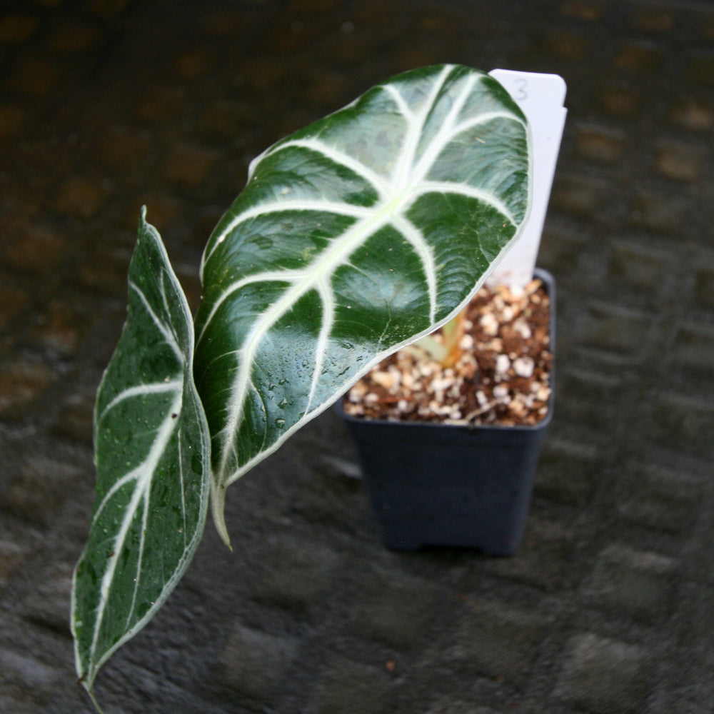 
                      
                        Alocasia watsoniana, Jewel Alocasia
                      
                    