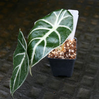 Alocasia watsoniana, Jewel Alocasia