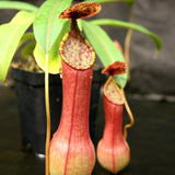 Nepenthes alata (Surigao)