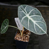 Alocasia watsoniana, Jewel Alocasia