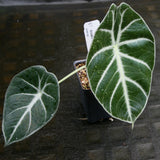 Alocasia watsoniana, Jewel Alocasia