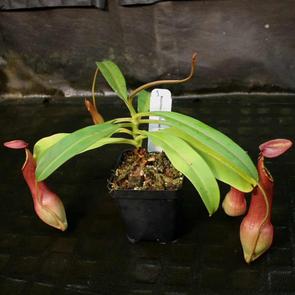 
                      
                        Nepenthes alata (Surigao)
                      
                    