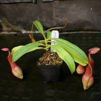 Nepenthes alata (Surigao)