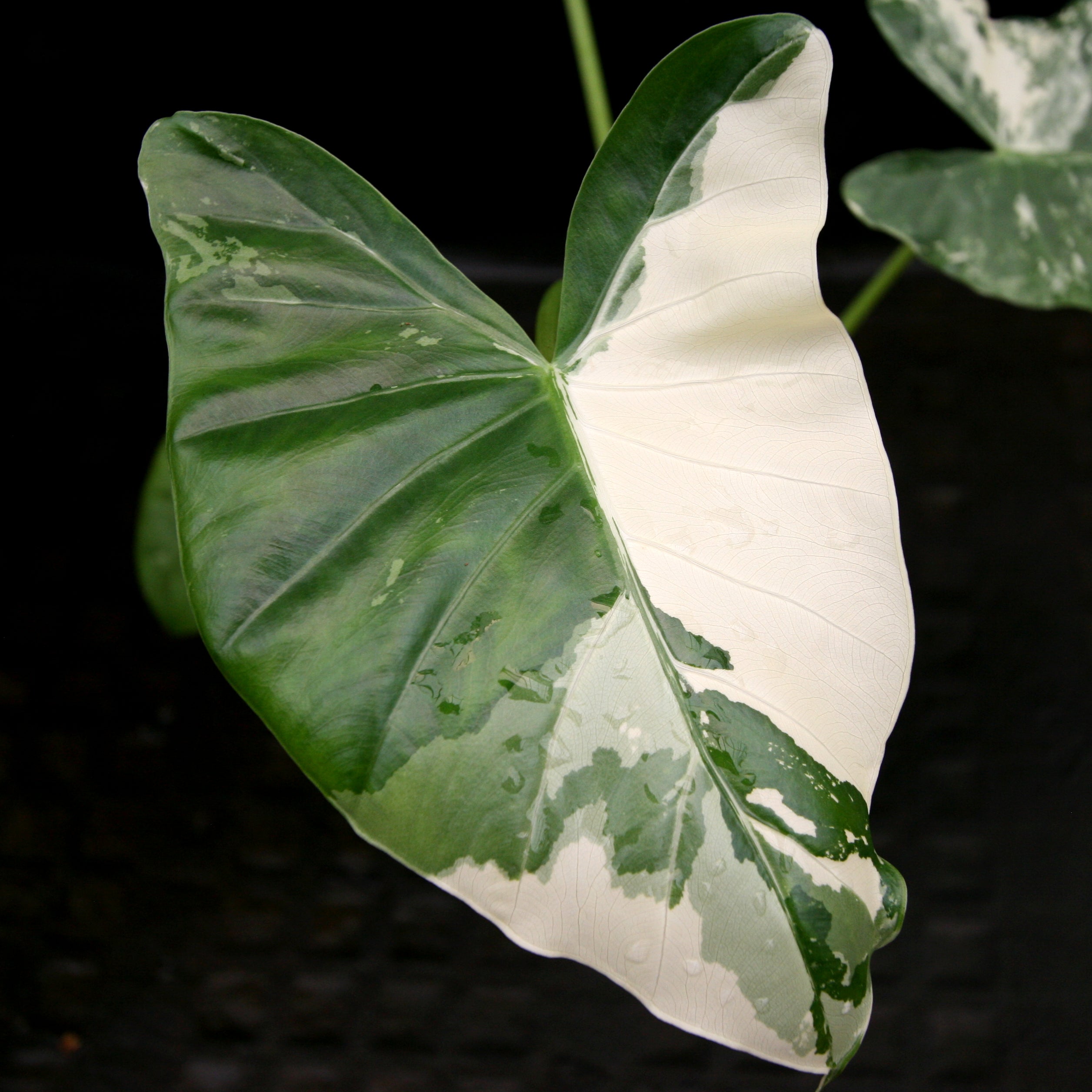 Alocasia macrorrhiza variegata albo, Giant Taro – Carnivero