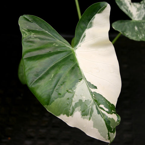 Giant Taro Alocasia macrorrhiza variegata albo leaf with green and white variegation
