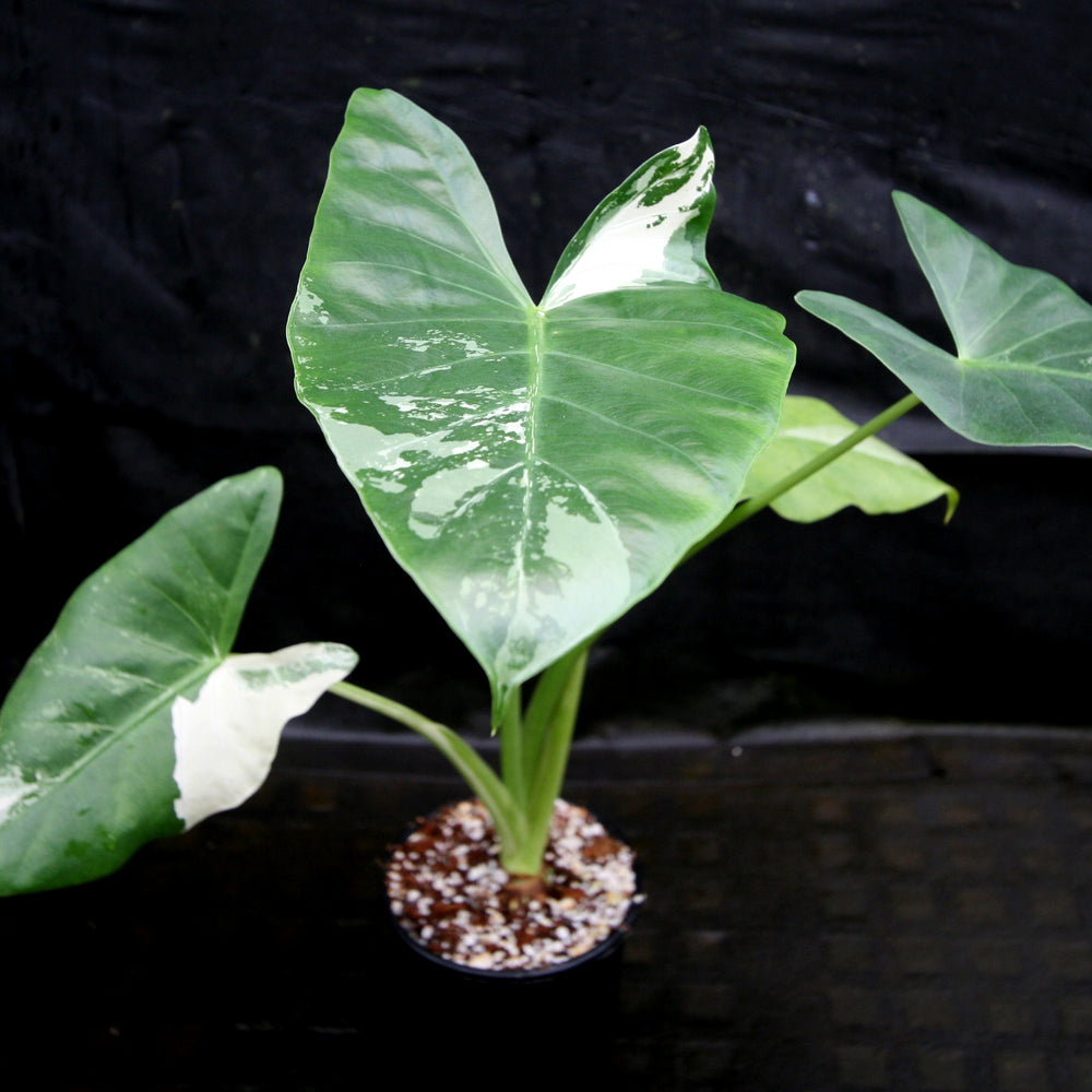
                      
                        Alocasia macrorrhiza variegata albo, Giant Taro
                      
                    