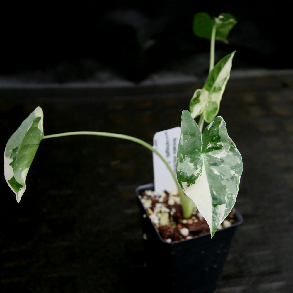 
                      
                        Alocasia macrorrhiza variegata albo, Giant Taro
                      
                    