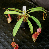 Nepenthes alata (Surigao)