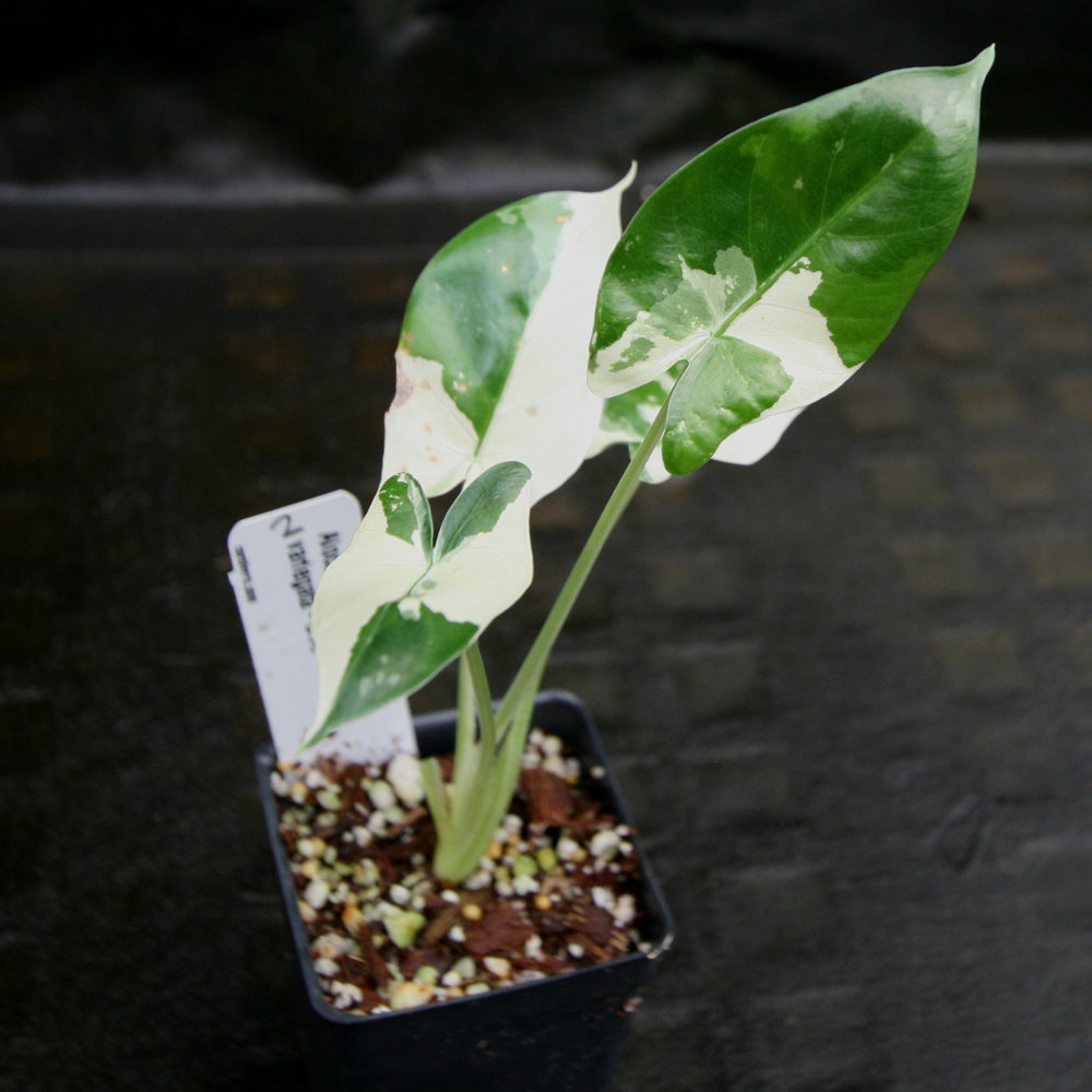 
                      
                        Alocasia macrorrhiza variegata albo, Giant Taro
                      
                    