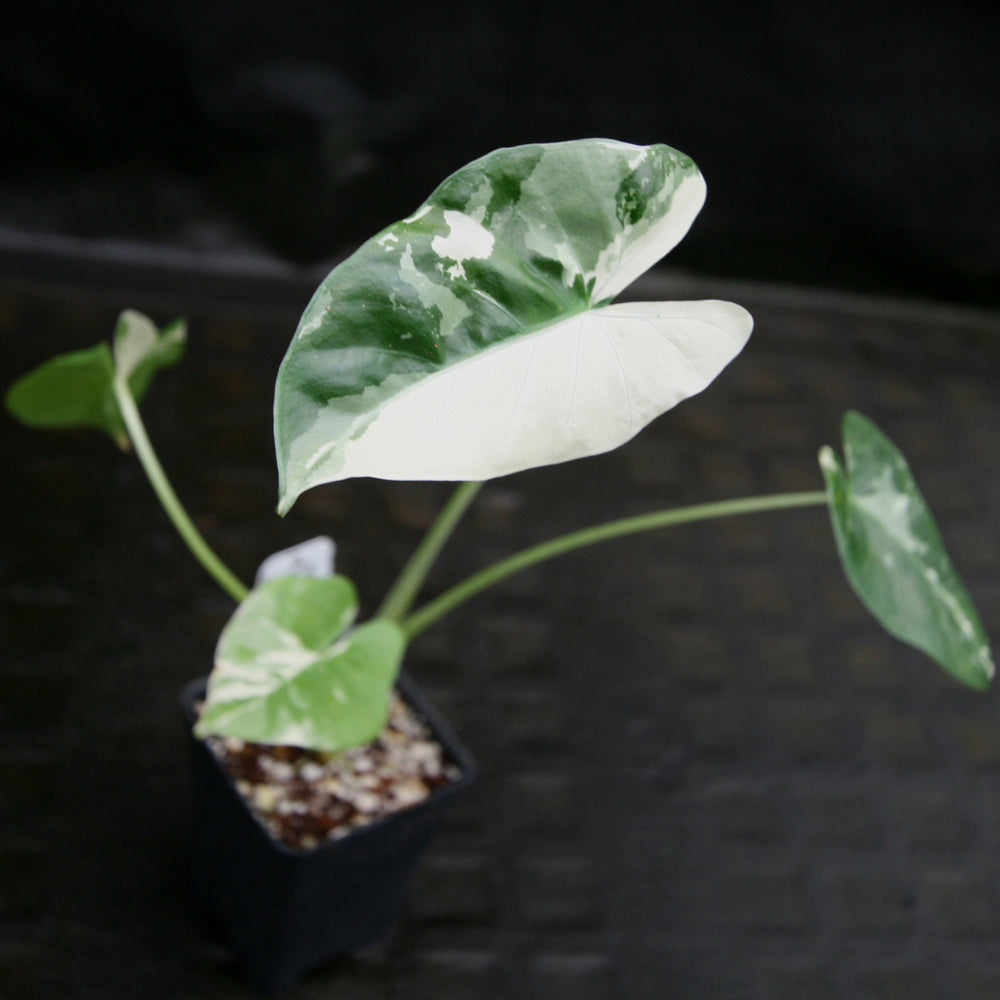 
                      
                        Alocasia macrorrhiza variegata albo, Giant Taro
                      
                    
