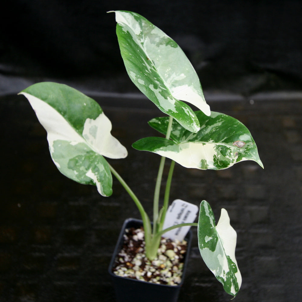
                      
                        Alocasia macrorrhiza variegata albo, Giant Taro
                      
                    