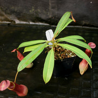Nepenthes alata (Surigao)