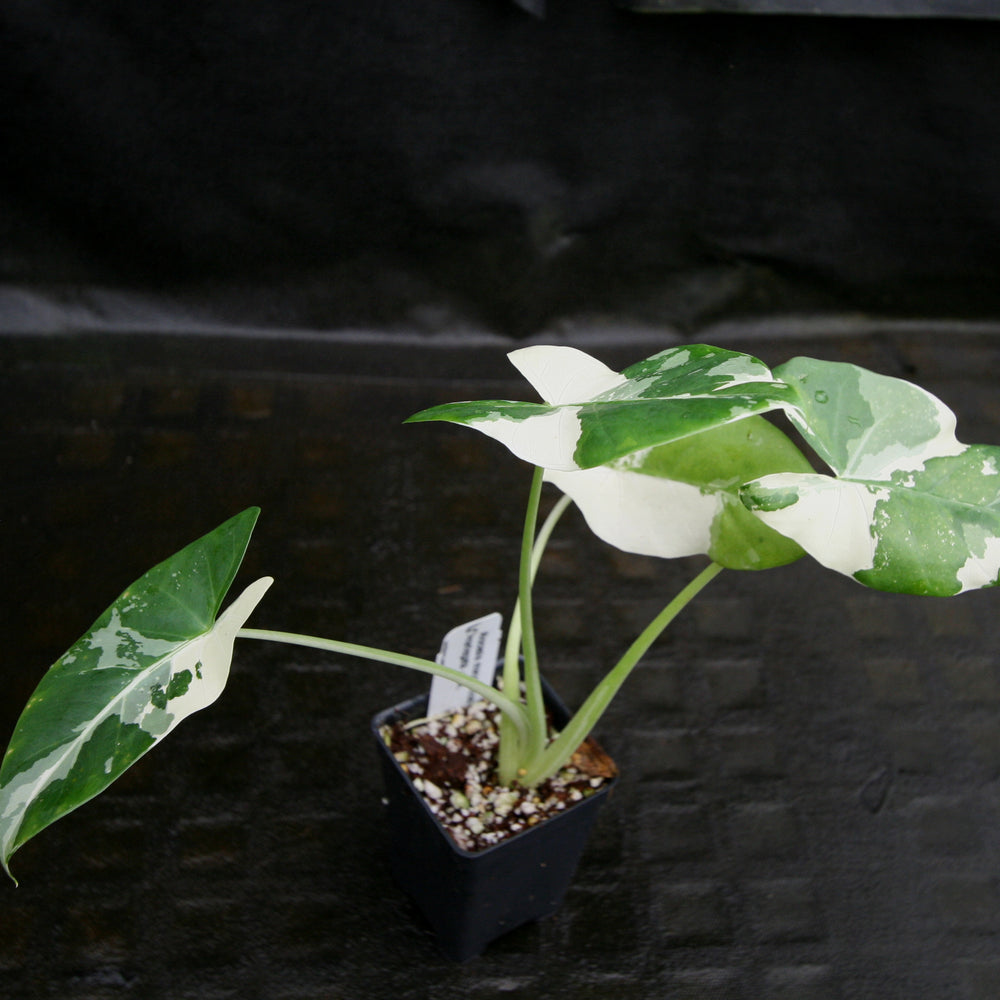 
                      
                        Alocasia macrorrhiza variegata albo, Giant Taro
                      
                    