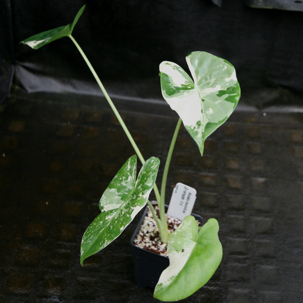 
                      
                        Alocasia macrorrhiza variegata albo, Giant Taro
                      
                    