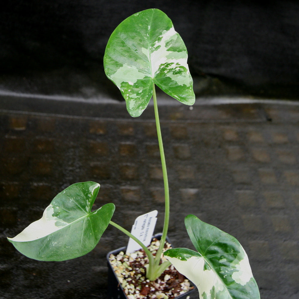 
                      
                        Alocasia macrorrhiza variegata albo, Giant Taro
                      
                    