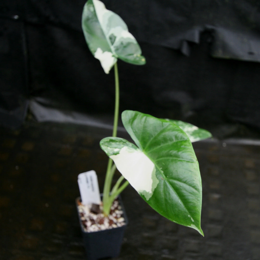 
                      
                        Alocasia macrorrhiza variegata albo, Giant Taro
                      
                    
