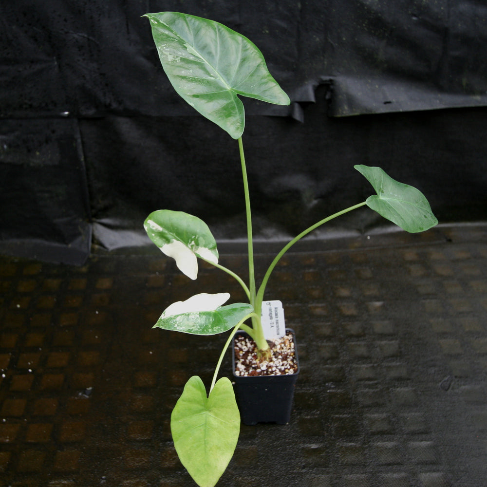 
                      
                        Alocasia macrorrhiza variegata albo, Giant Taro
                      
                    