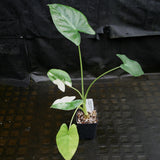 Alocasia macrorrhiza variegata albo, Giant Taro