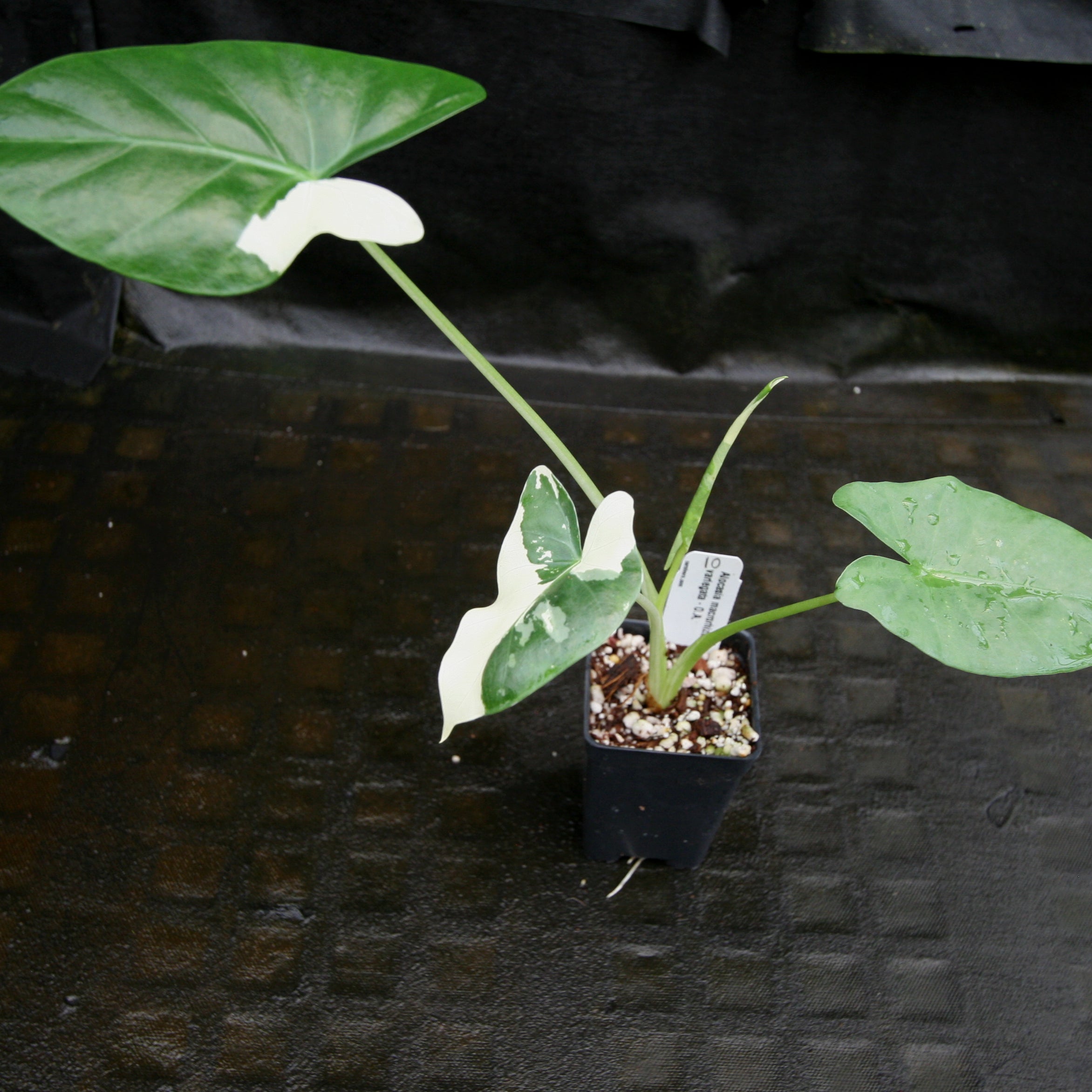 Alocasia macrorrhiza variegata albo, Giant Taro – Carnivero