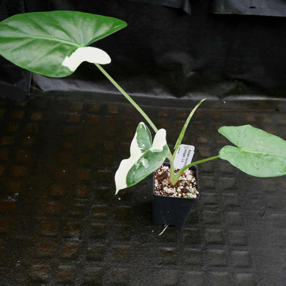 
                      
                        Alocasia macrorrhiza variegata albo, Giant Taro
                      
                    