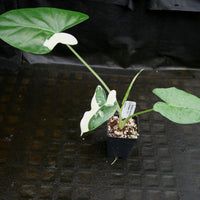 Alocasia macrorrhiza variegata albo, Giant Taro
