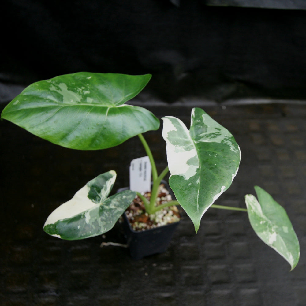 
                      
                        Alocasia macrorrhiza variegata albo, Giant Taro
                      
                    
