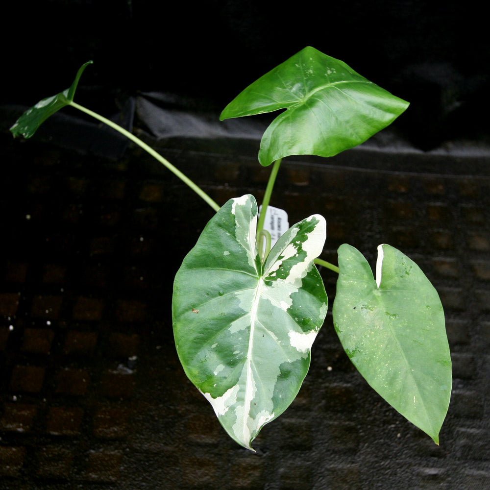 
                      
                        Alocasia macrorrhiza variegata albo, Giant Taro
                      
                    