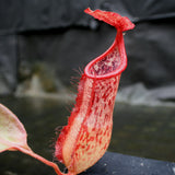 Nepenthes smilesii x (maxima x glandulifera), CAR-0077